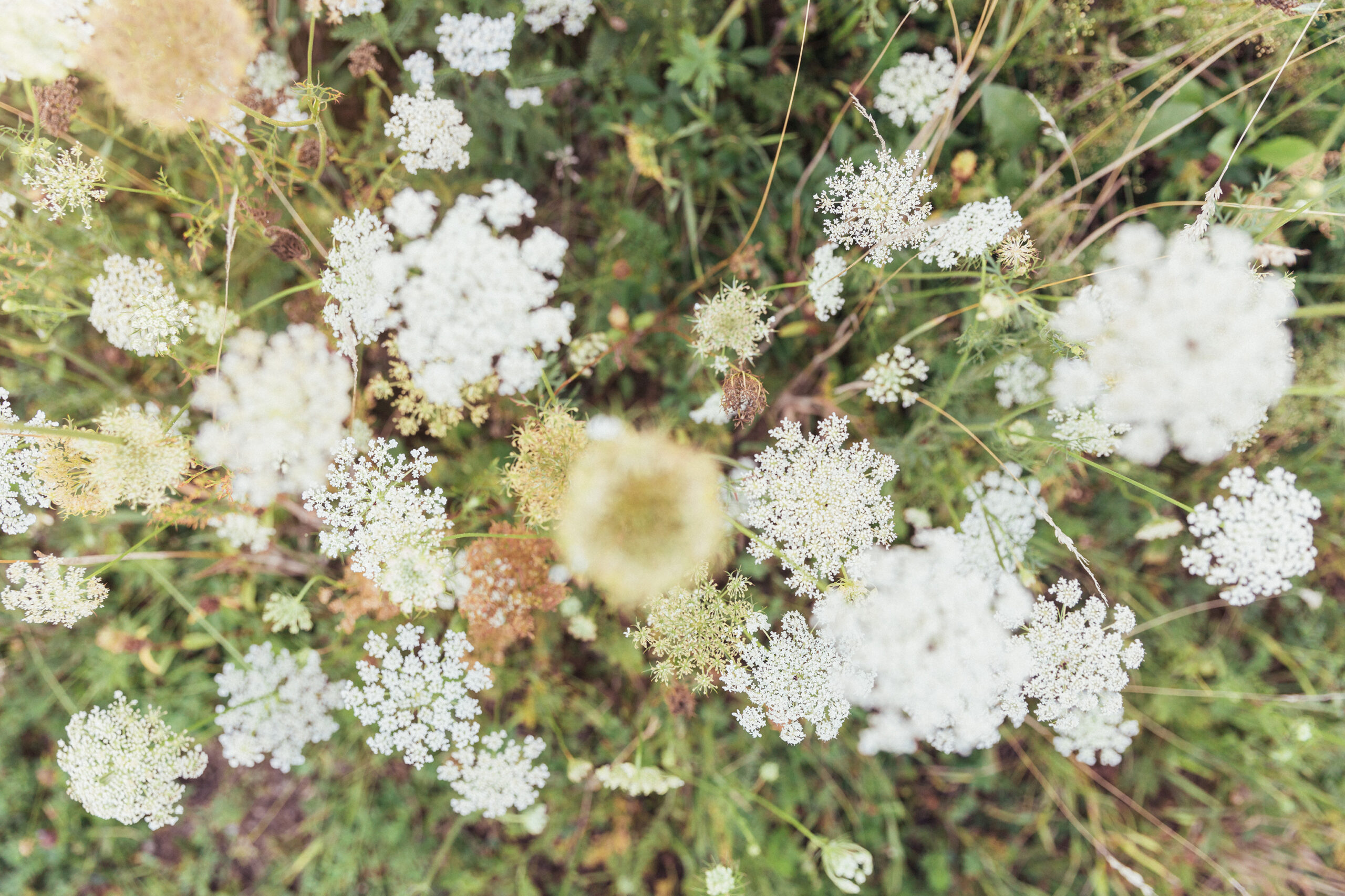 Blümchen in der Natur